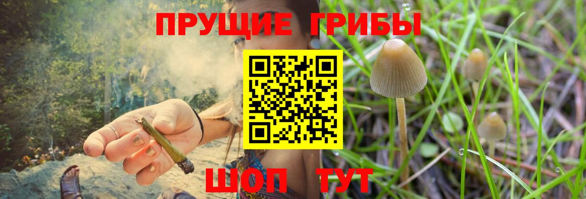 Псилоцибиновые грибы GOLDEN TEACHER Балабаново